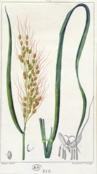 Reis, ca. 1820